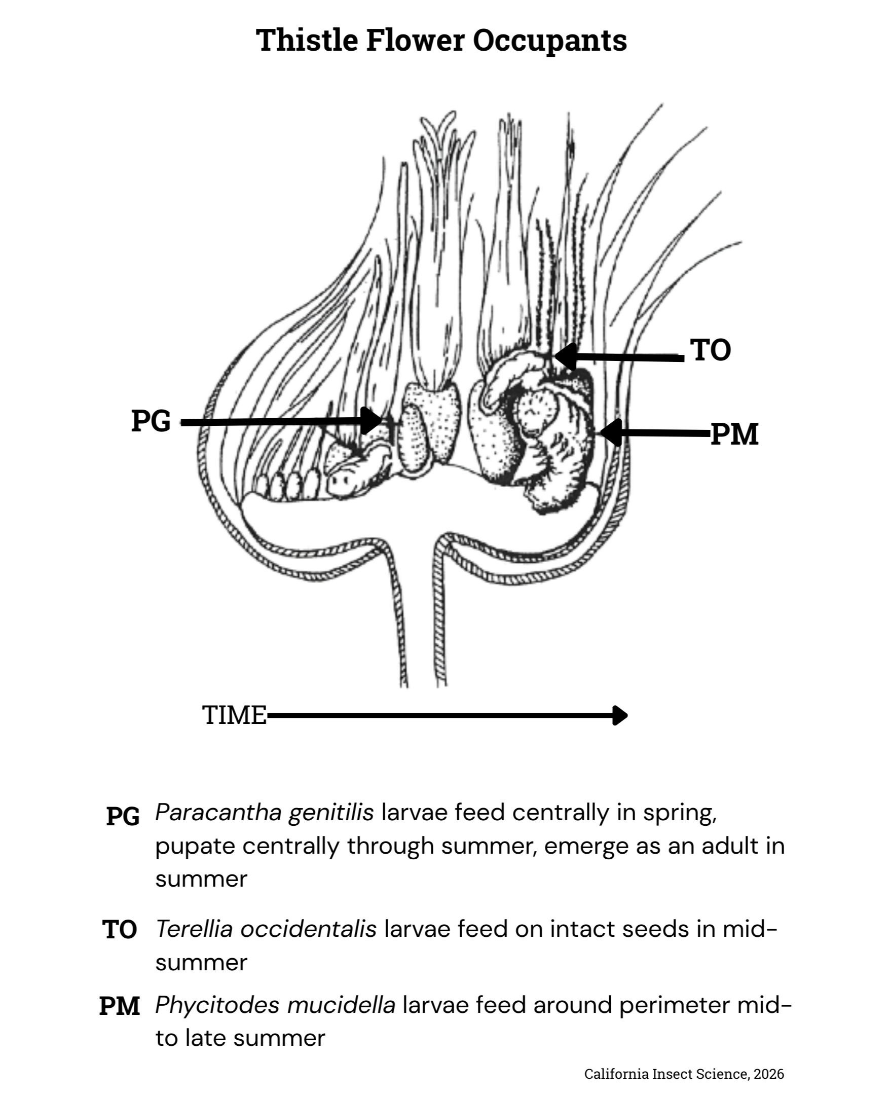 Diagram of a thistle flower head with the developing fly larva and pupa within.