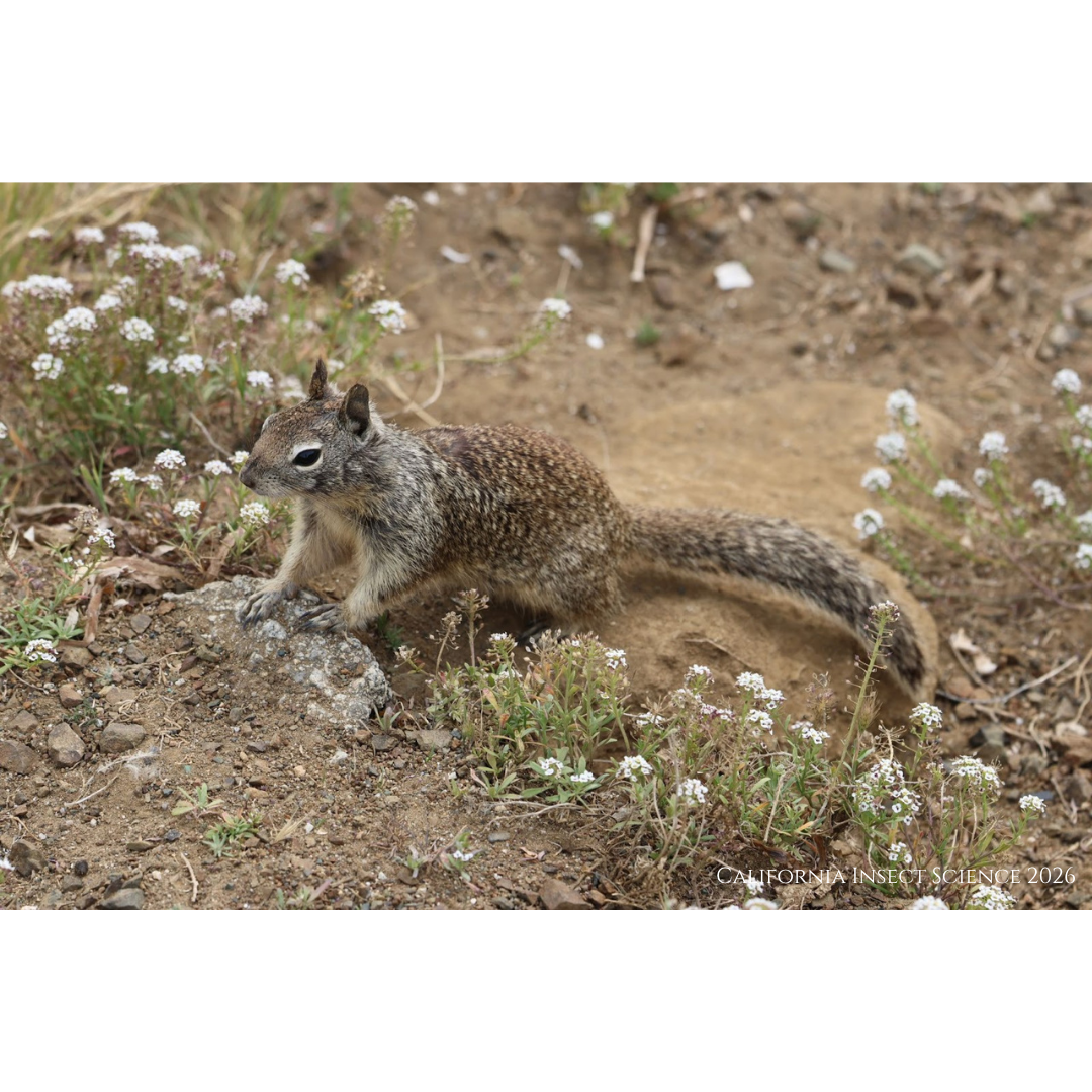 Juvenile ground squirrel, Morro Bay, CA, 2026.
