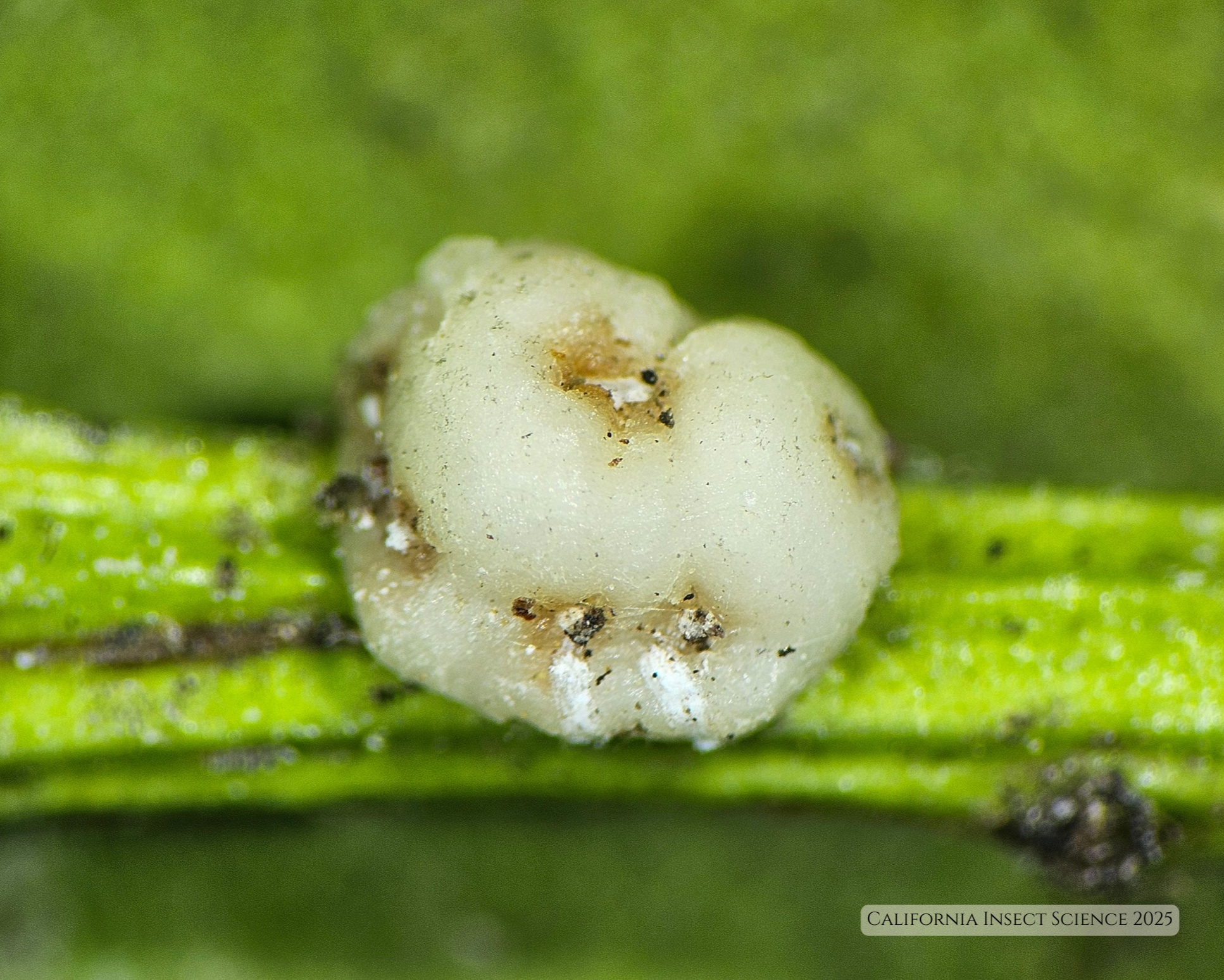 An adult Chinese wax scale female on a plant stem.