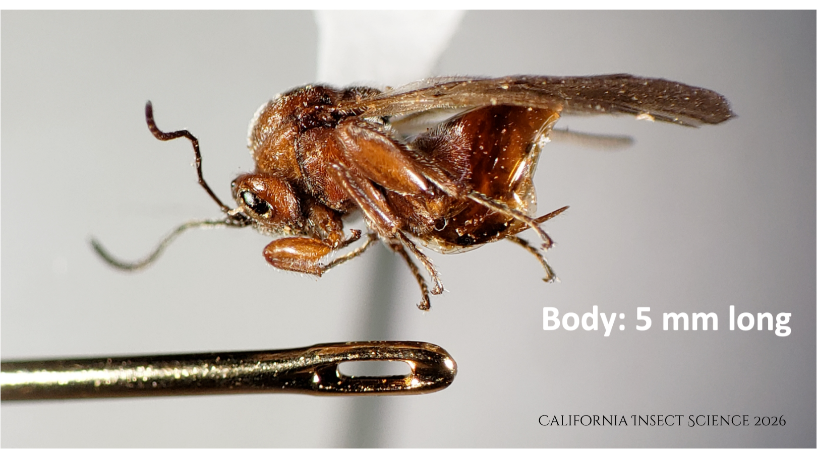 Curated specimen of California gall wasp, Andricus quercuscalifornicus, collected from Santa Cruz Island.