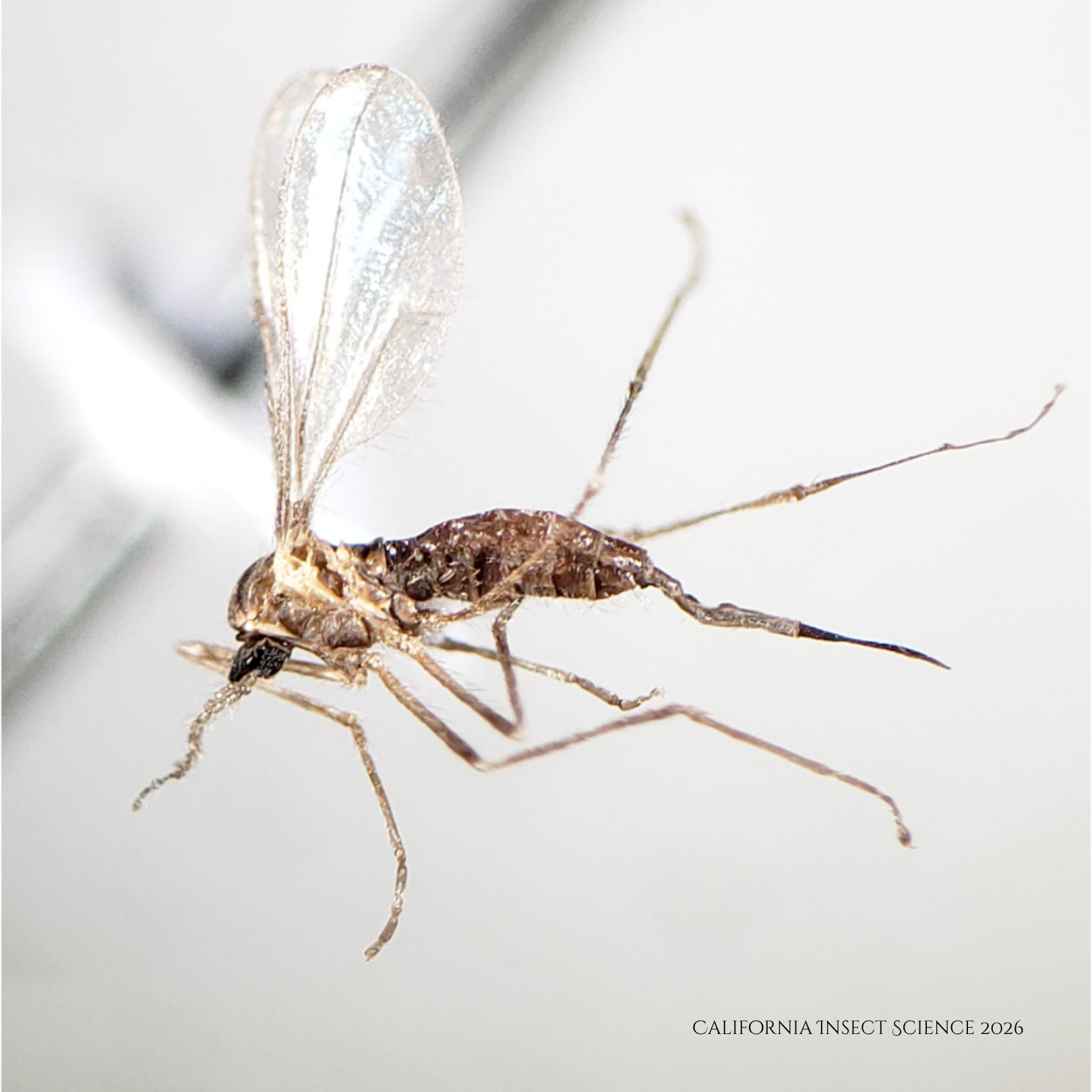Gall maker, Contarinia zauschneriae, Cecidomyiidae. 