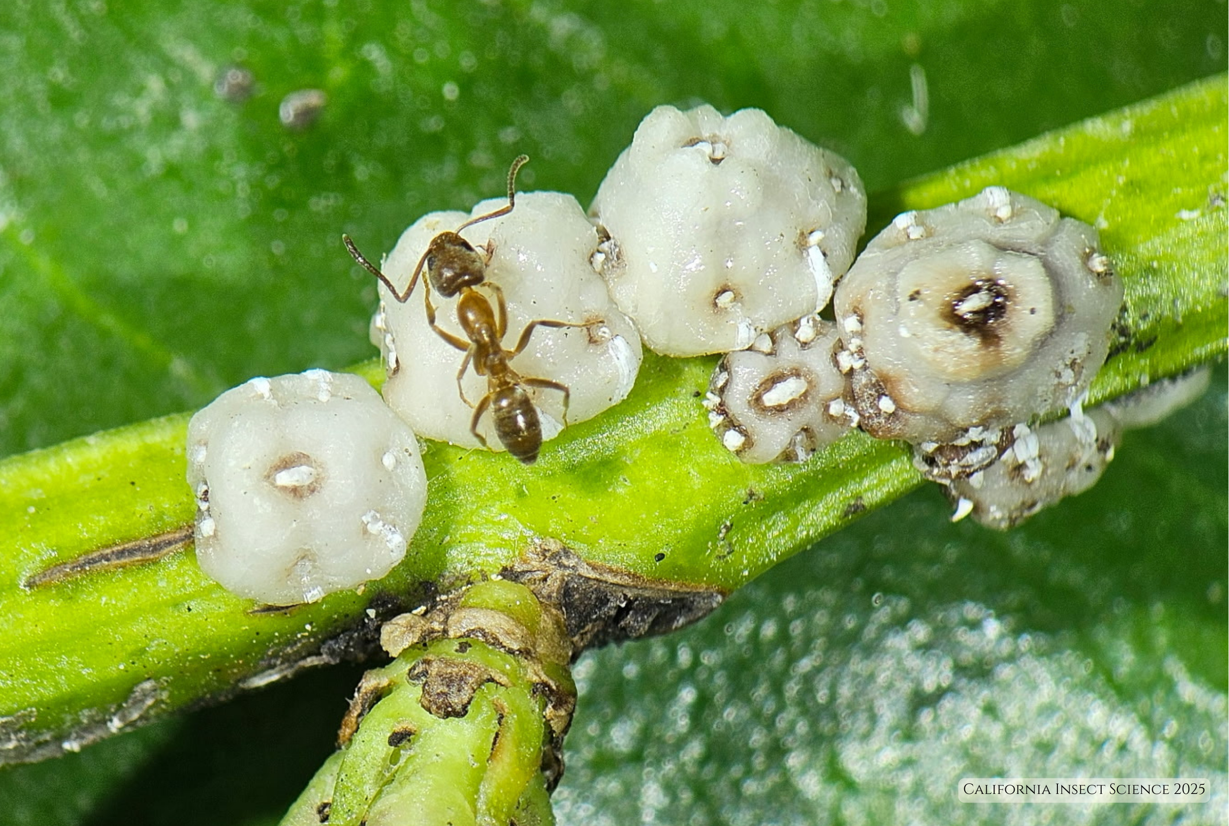 An Example of Insect Mutualism — California Insect Science