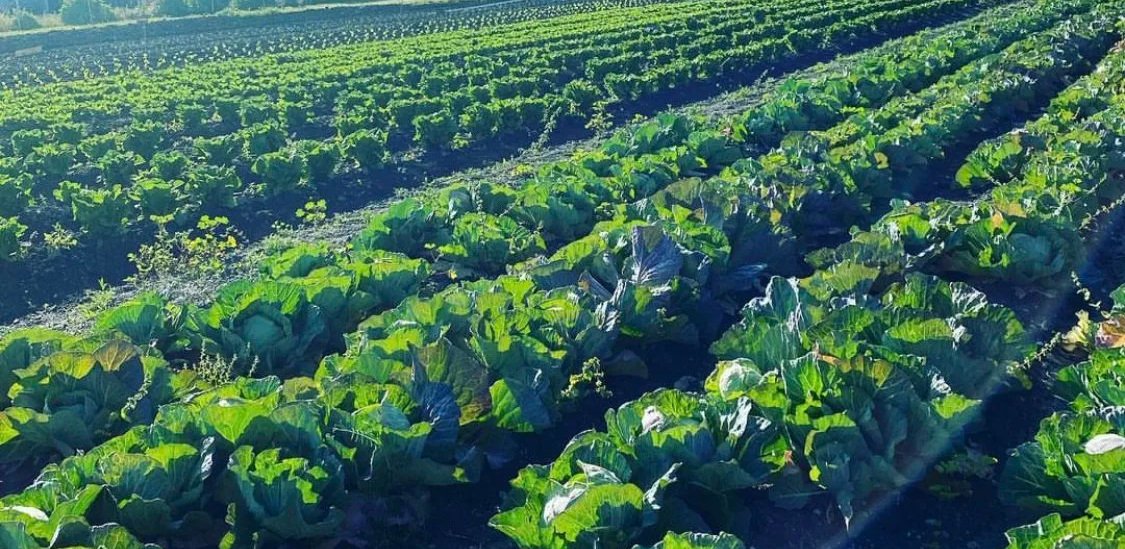 Cabbage grown on campus at Cal Poly, San Luis Obispo.