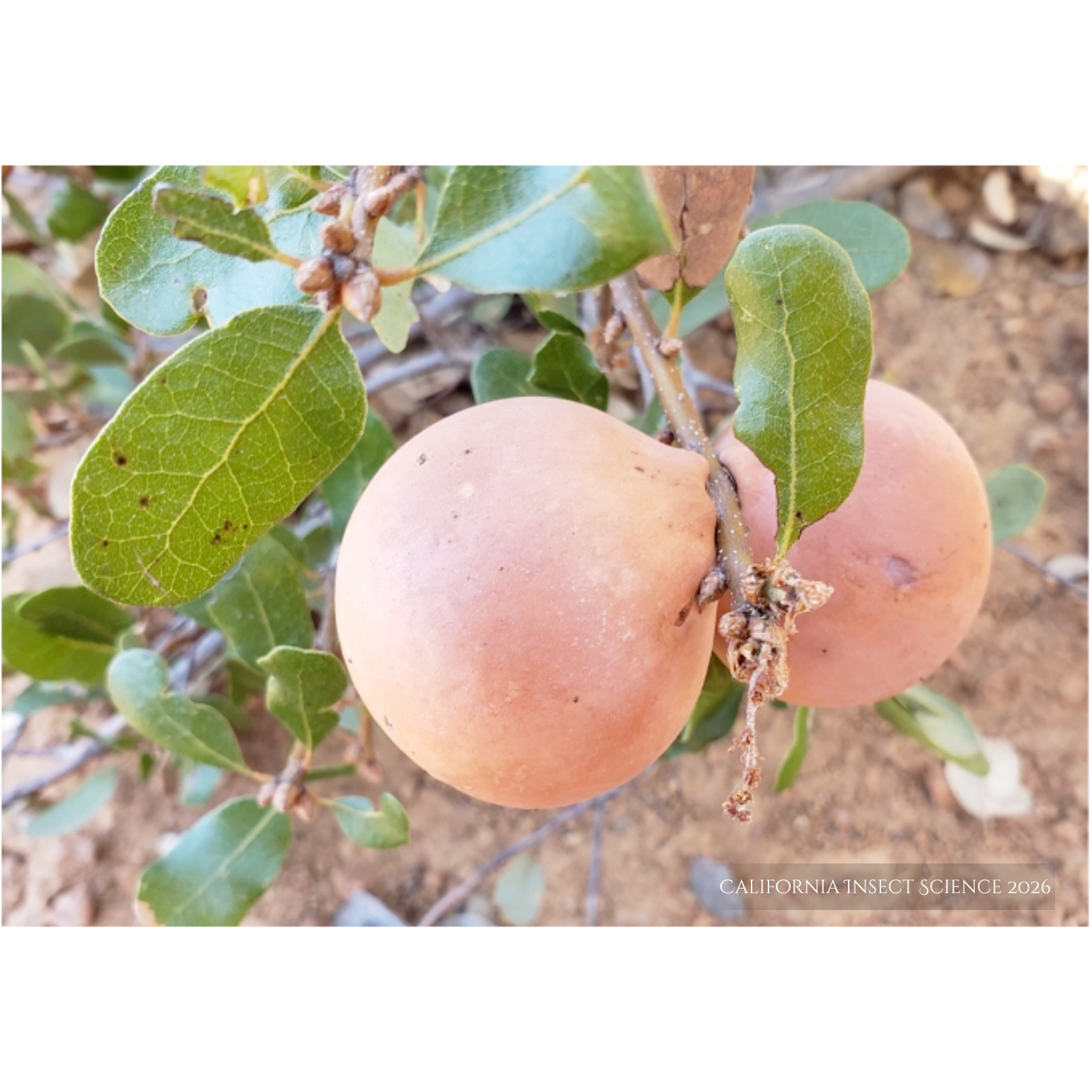 Two large apple galls commonly seen on different species of white oaks, formed by California gall wasp, Andricus quercuscalifornicus.