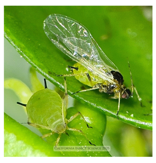 A winged and non-winged aphid.