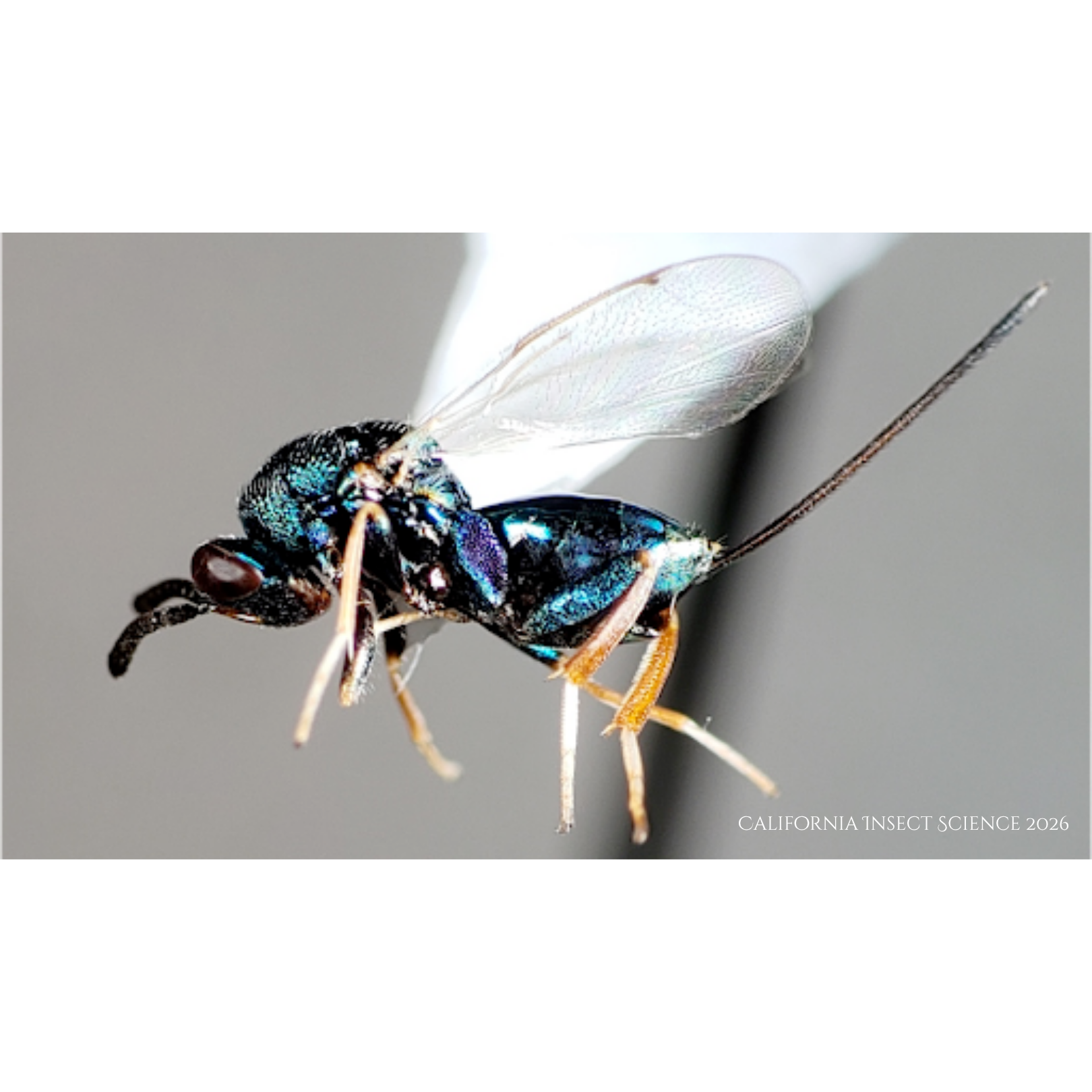 Unnamed Torymidae wasp on a paper point with metallic blue and purple coloration and long ovipositor