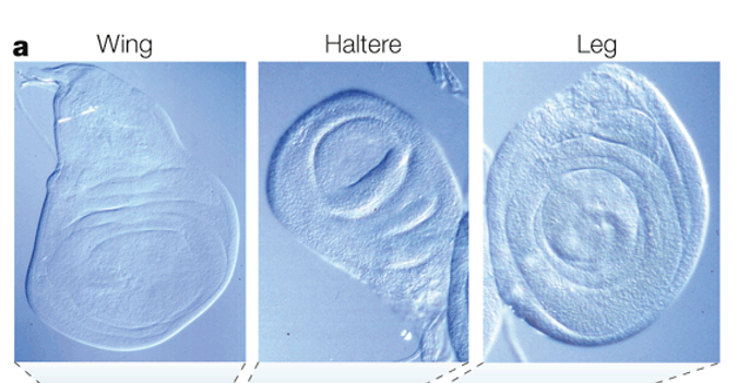 Micrographs of fly larva imaginal discs
