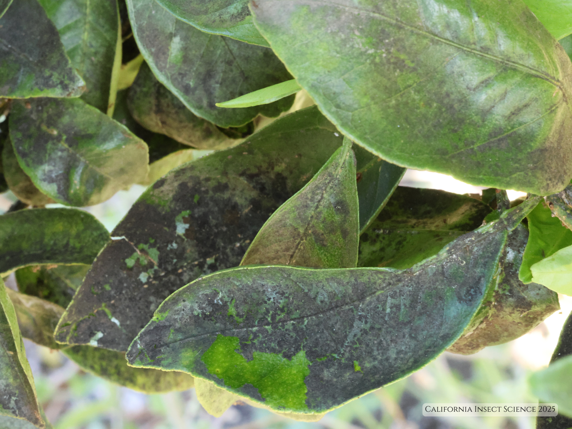 Sooty mold on citrus leaves.