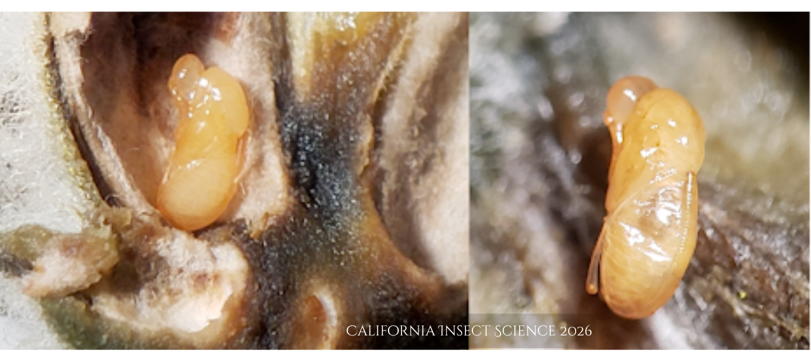Pupal stage of the unnamed Torymidae inside the gall locule.  