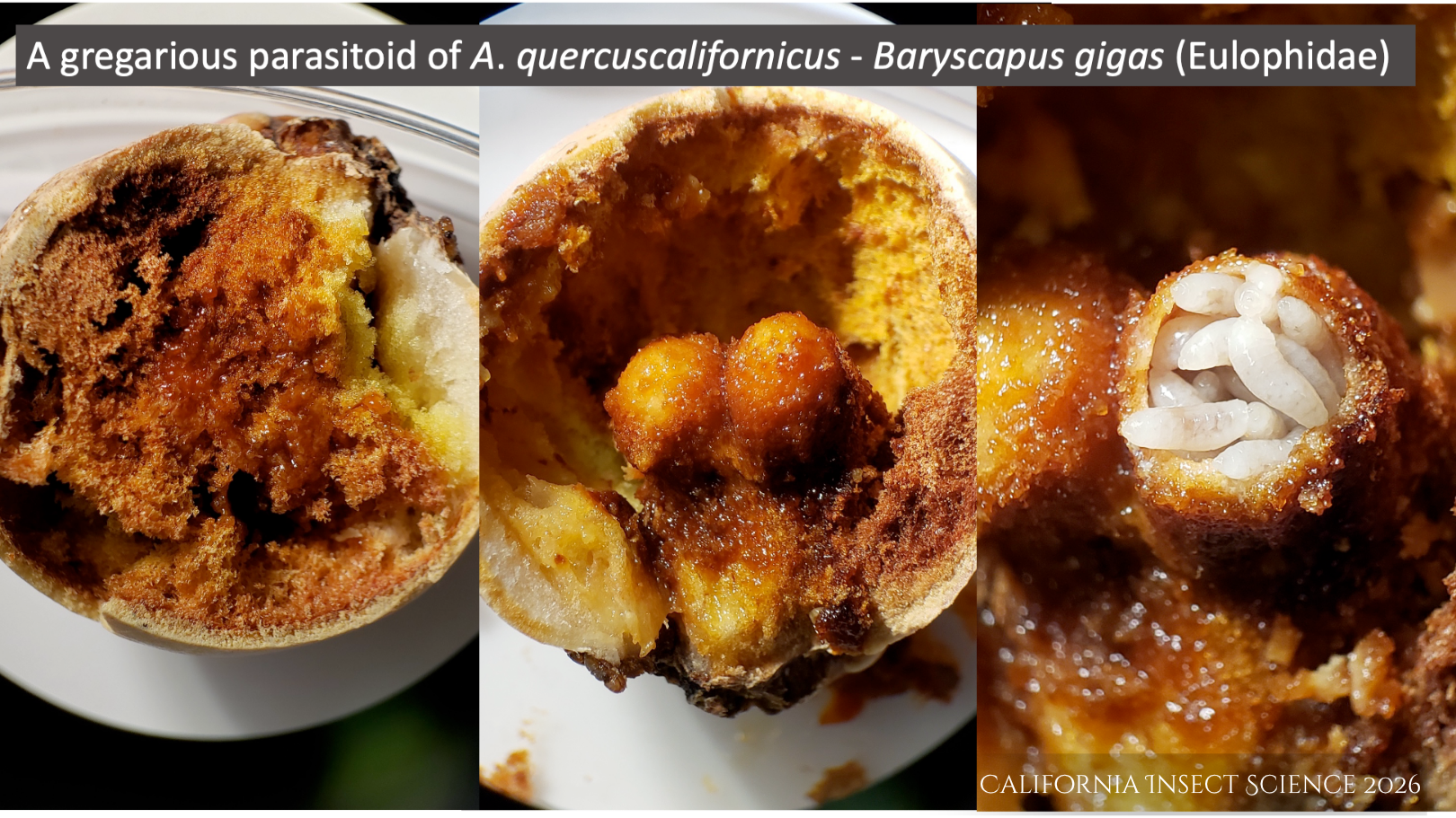 The development of A. quercuscalifornicus, Baryscarpus gigas Eulophidae inside a gall.