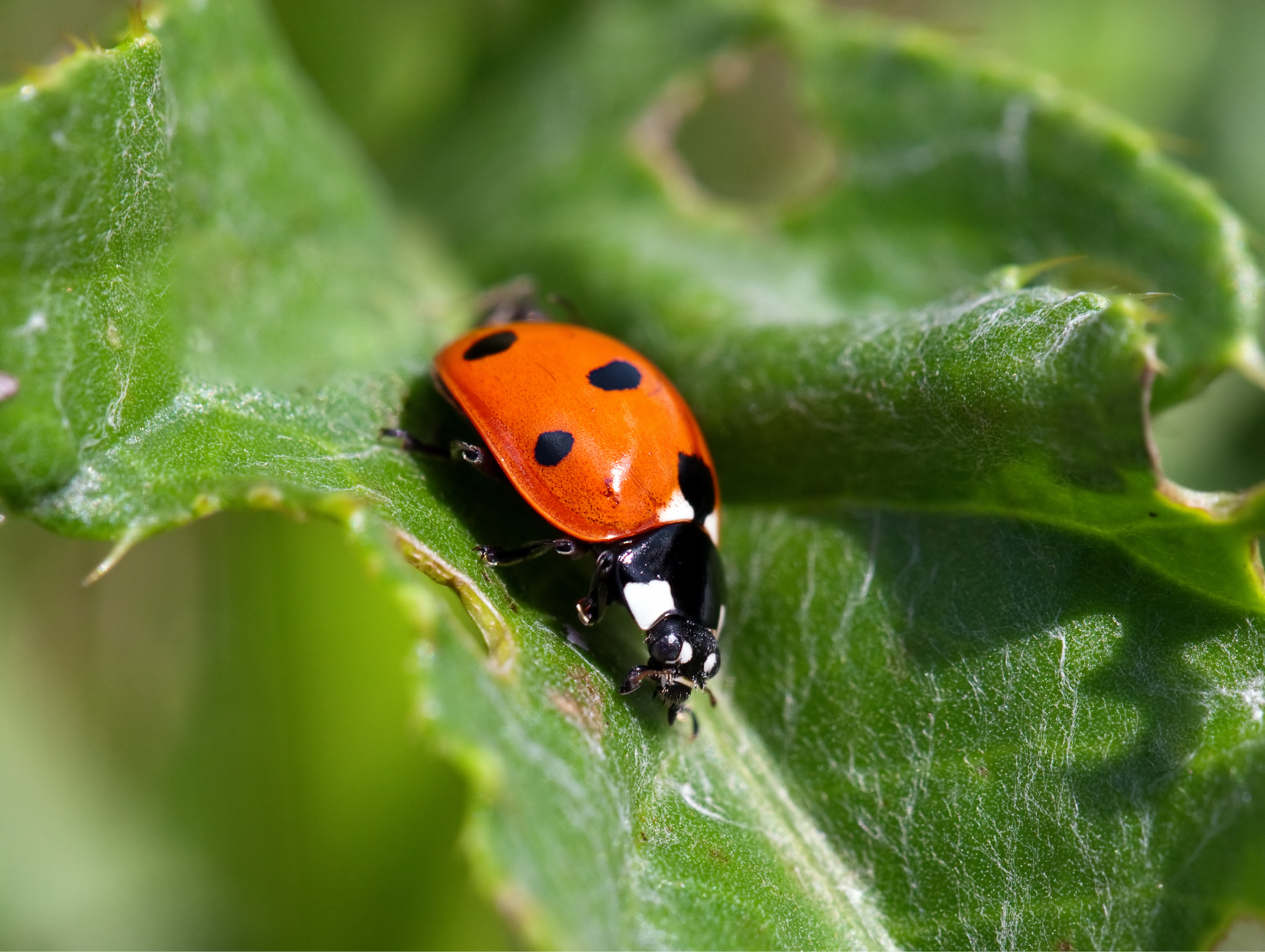 Convergent lady beetle on a leaf