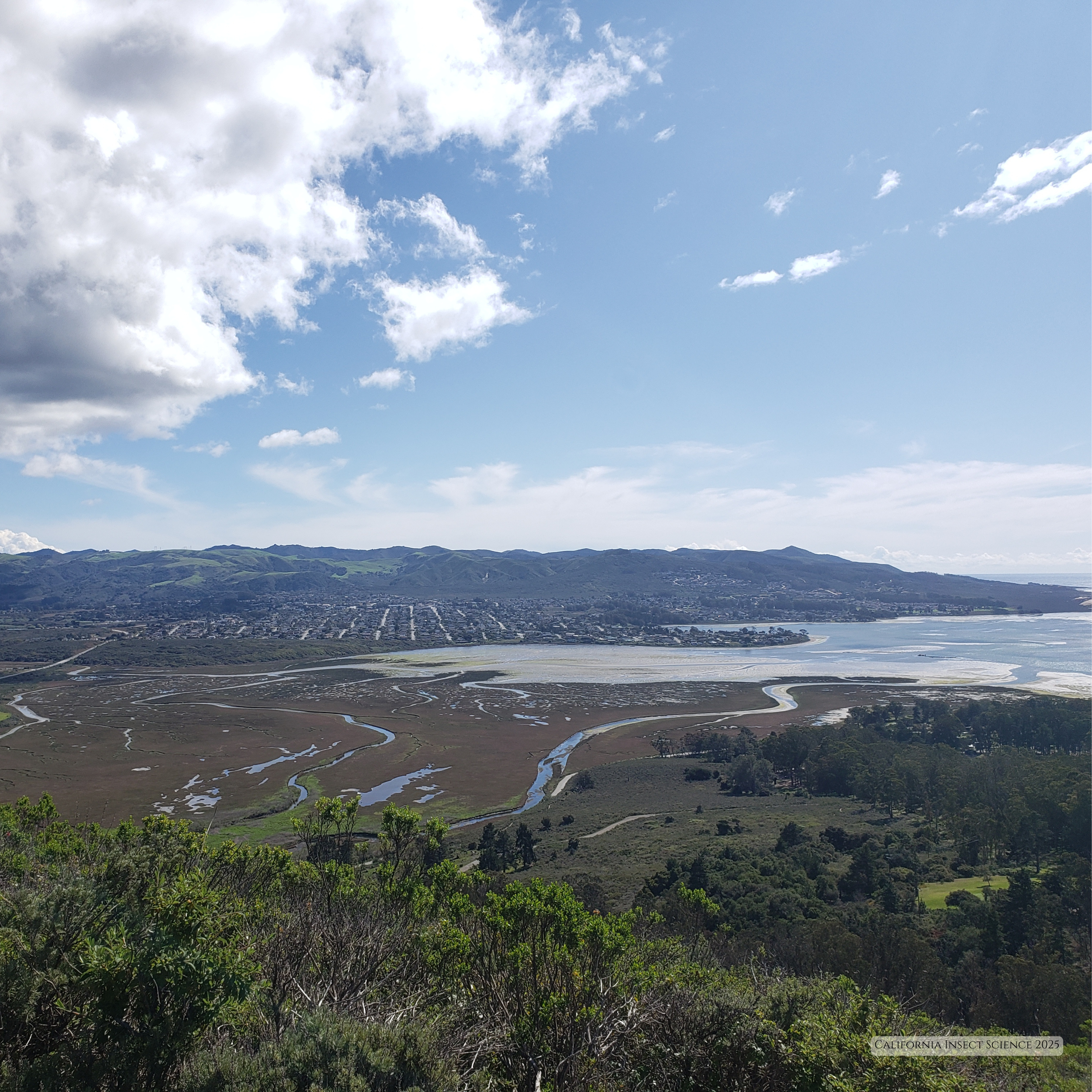 Morro Bay Estuary, March 2020.