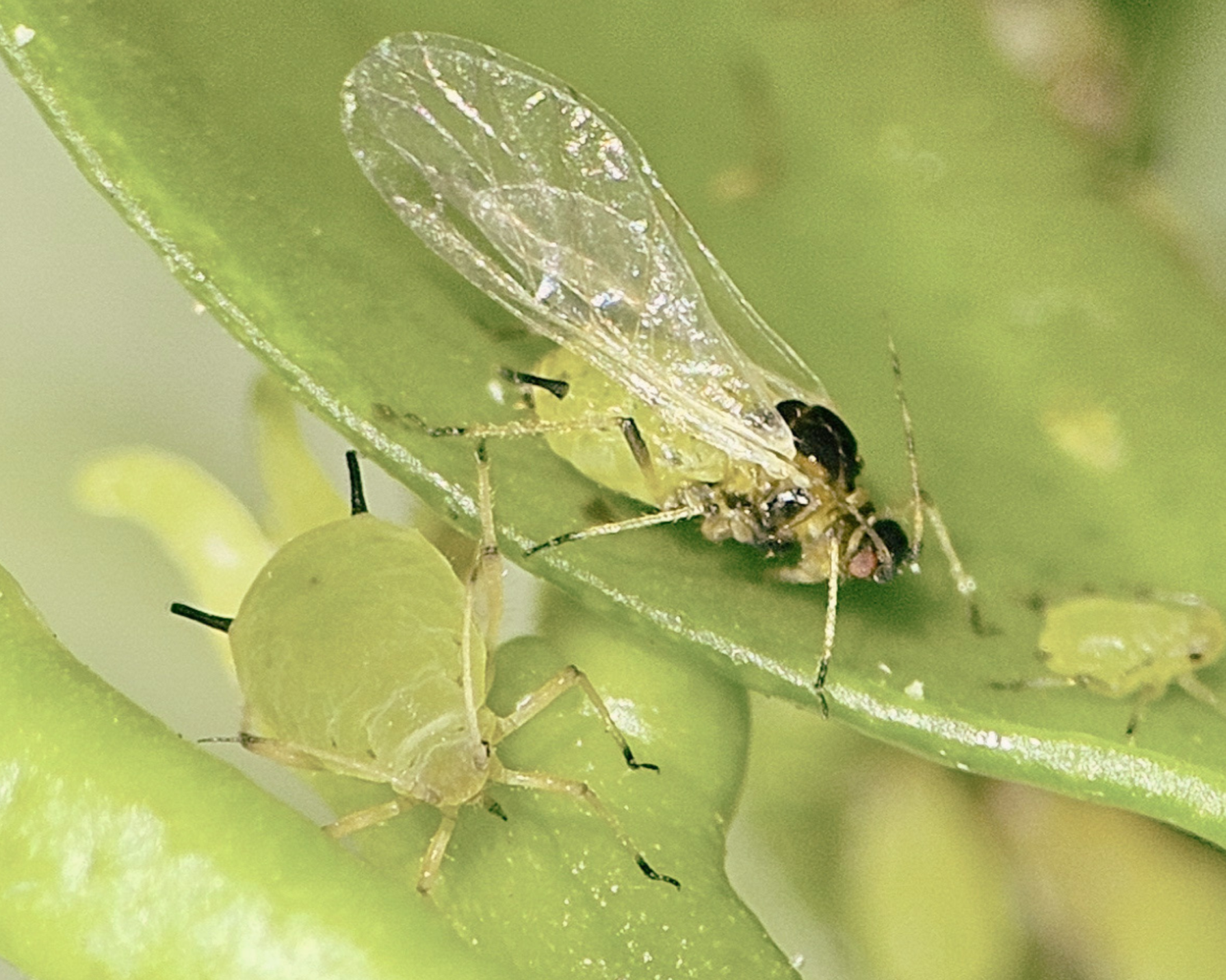 A winged and non-winged aphid.