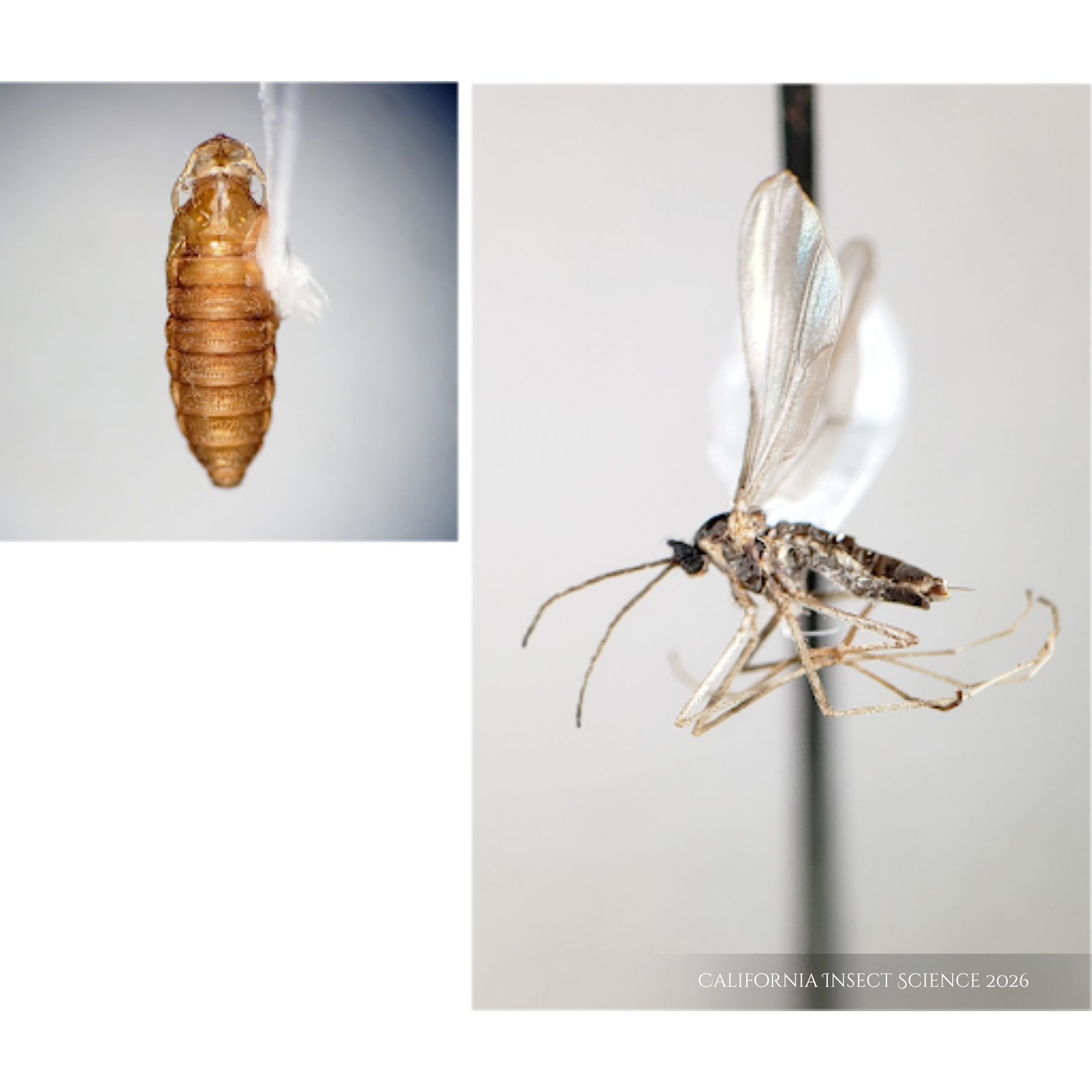 The new species of gall maker that emerged from Pseudognaphalium californicum.