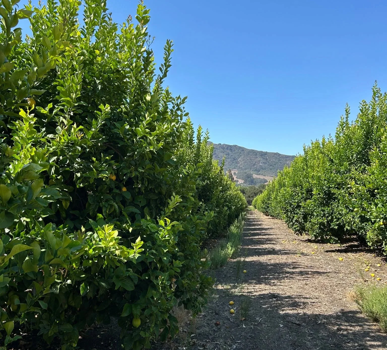 The lemon orchard, Cal Poly, San Luis Obispo.
