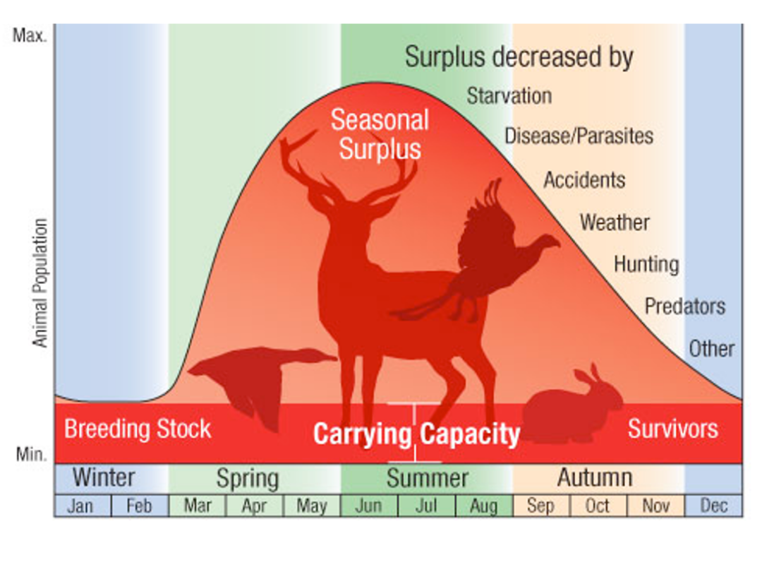 Graph explains seasonal surplus, the increase and decreas of animal populations through winter, spring, summer, fall.