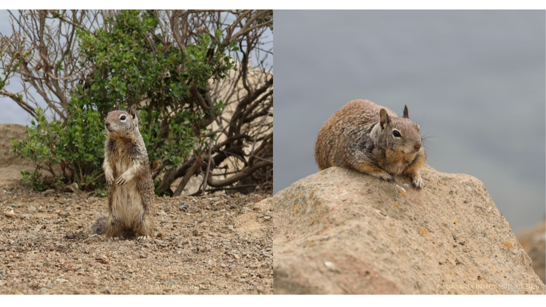 Two adult ground squirrels in Morro Bay, CA