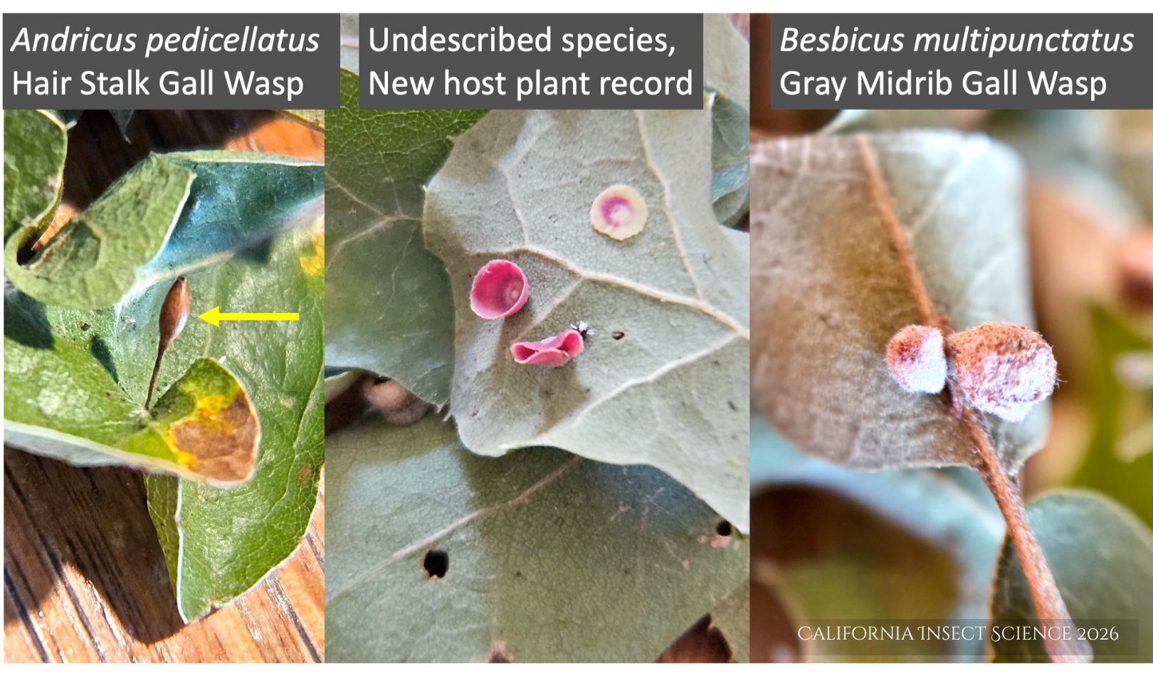 gall caused by Andricus pedicellatus , Hair Stalk Gall Wasp; center, undescribed gall never before recorded on Island Scrub Oak; right, gall caused by Besbicus multipunctatus, Gray Midrib Gall Wasp.