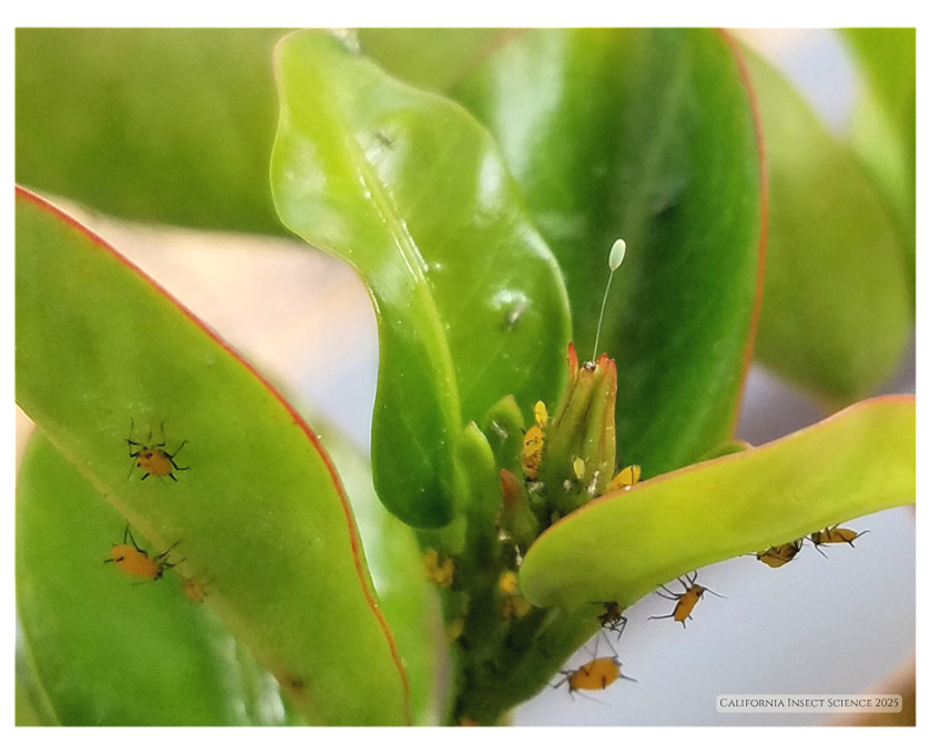 A single green lacewing egg on new citrus growth.