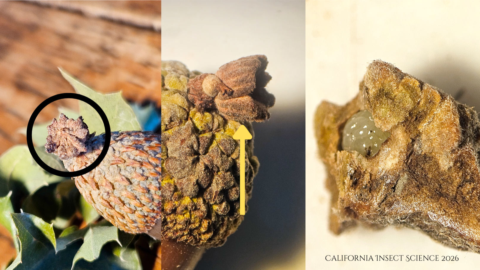 Left, the placement of the pip gall at the base of an adjacent acorn; center, a side view of the pip gall and at its base is a small acorn that never fully developed; right, gall cut open to show the larva of an inquiline gall wasp inside.