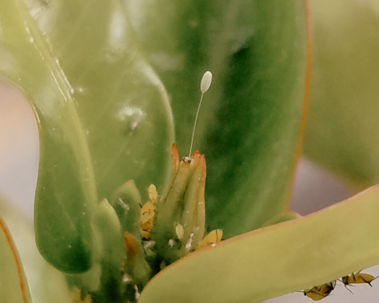 A single green lacewing egg on new citrus growth.