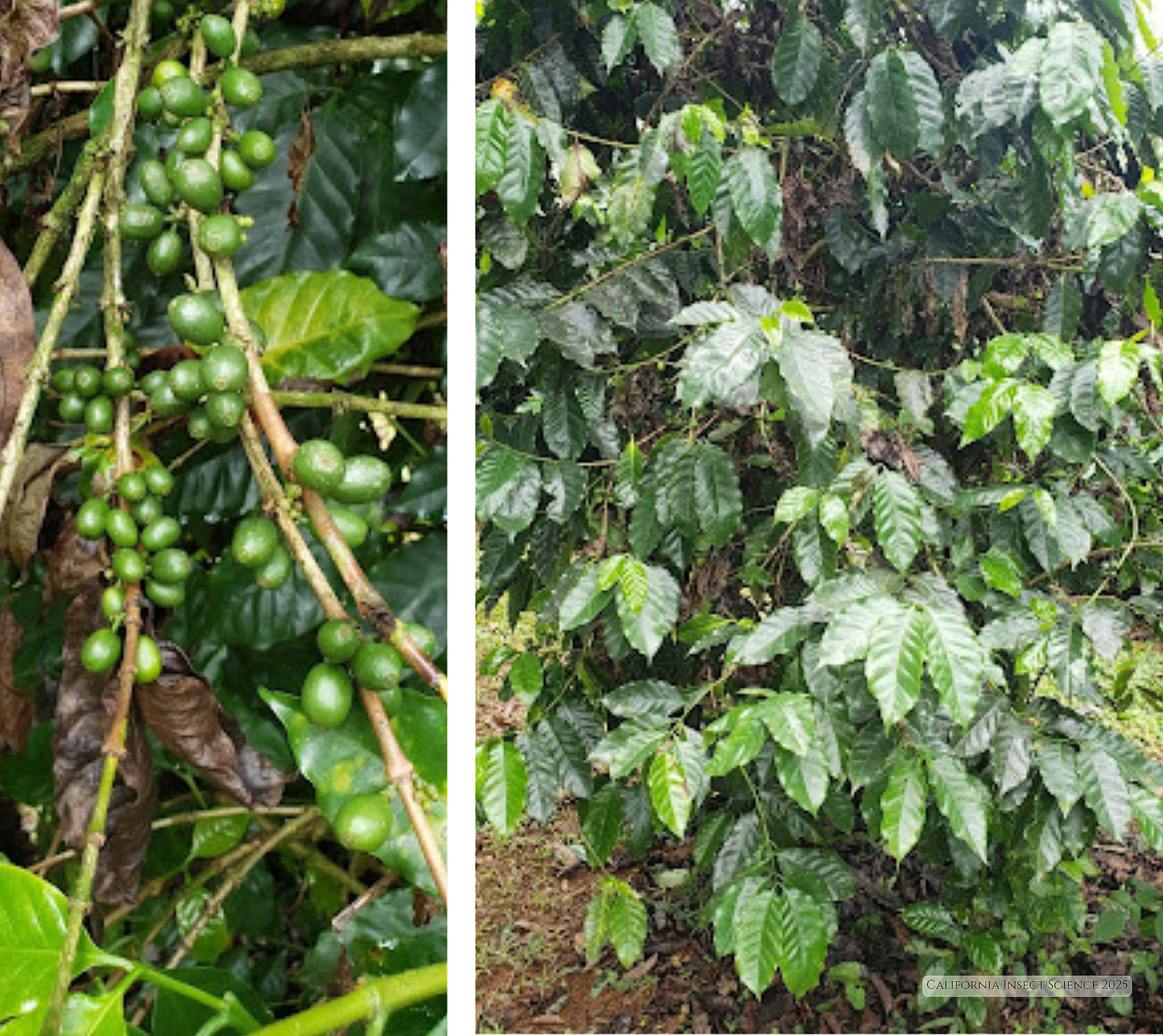 Coffee growing in the shade at Finca Agrícola El Rocío in Costa Rica, 2021.