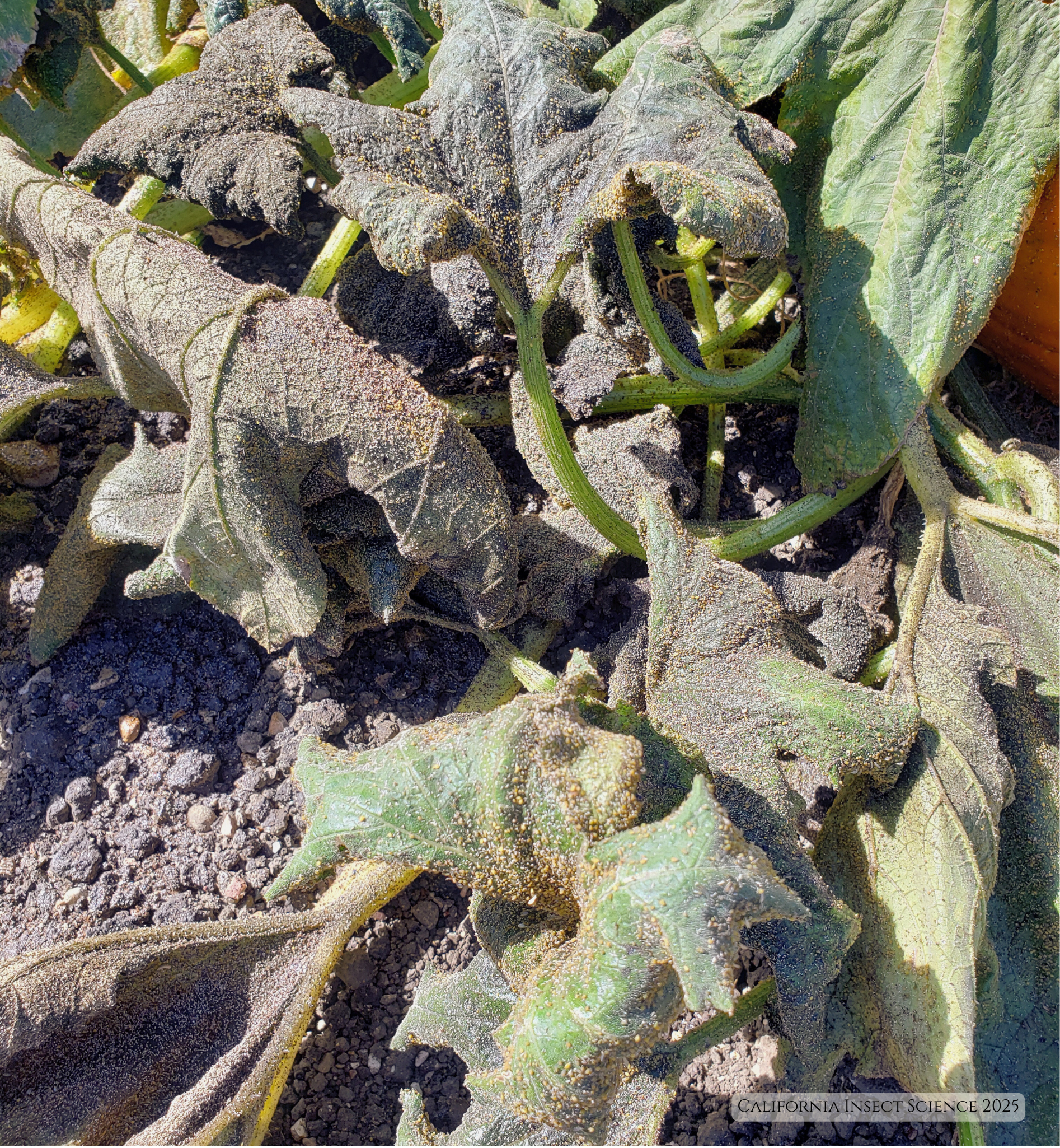 Wilted pumpkin plant covered in sooty mold