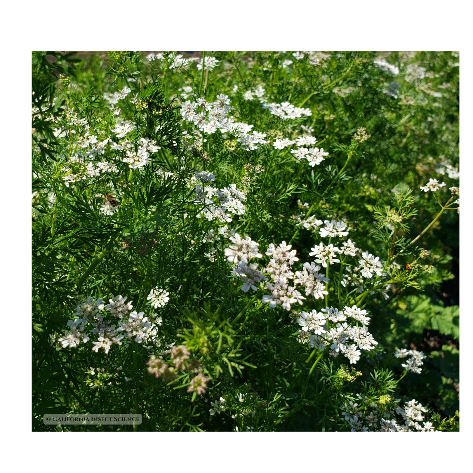 Biological Control Methods — California Insect Science
