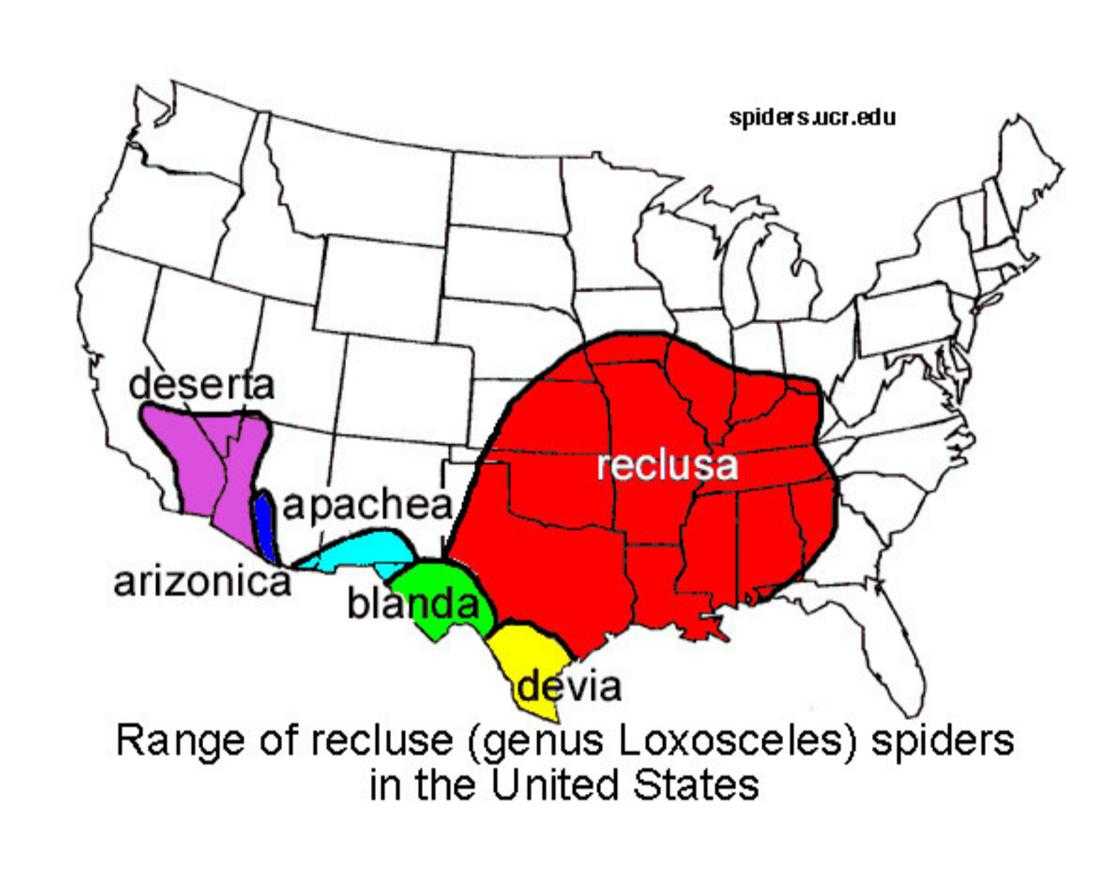 Map of the US showing where species in the genus Loxosceles exist. The large red section highlights where brown recluse - species reclusa- spiders are native.