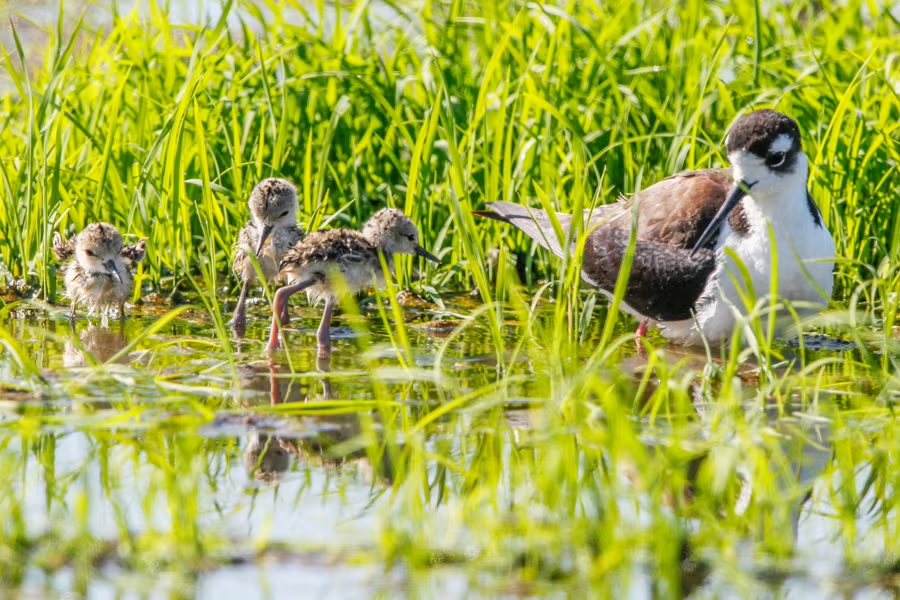 Black-necked stilts forage in wet rice fields, California Rice Commission.