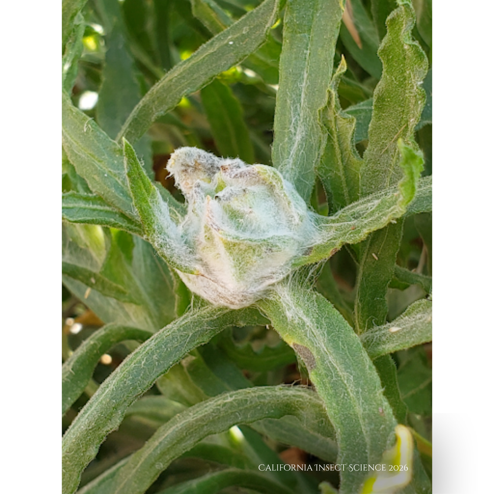 The newly discovered gall found at the base of Pseudognaphalium californicum