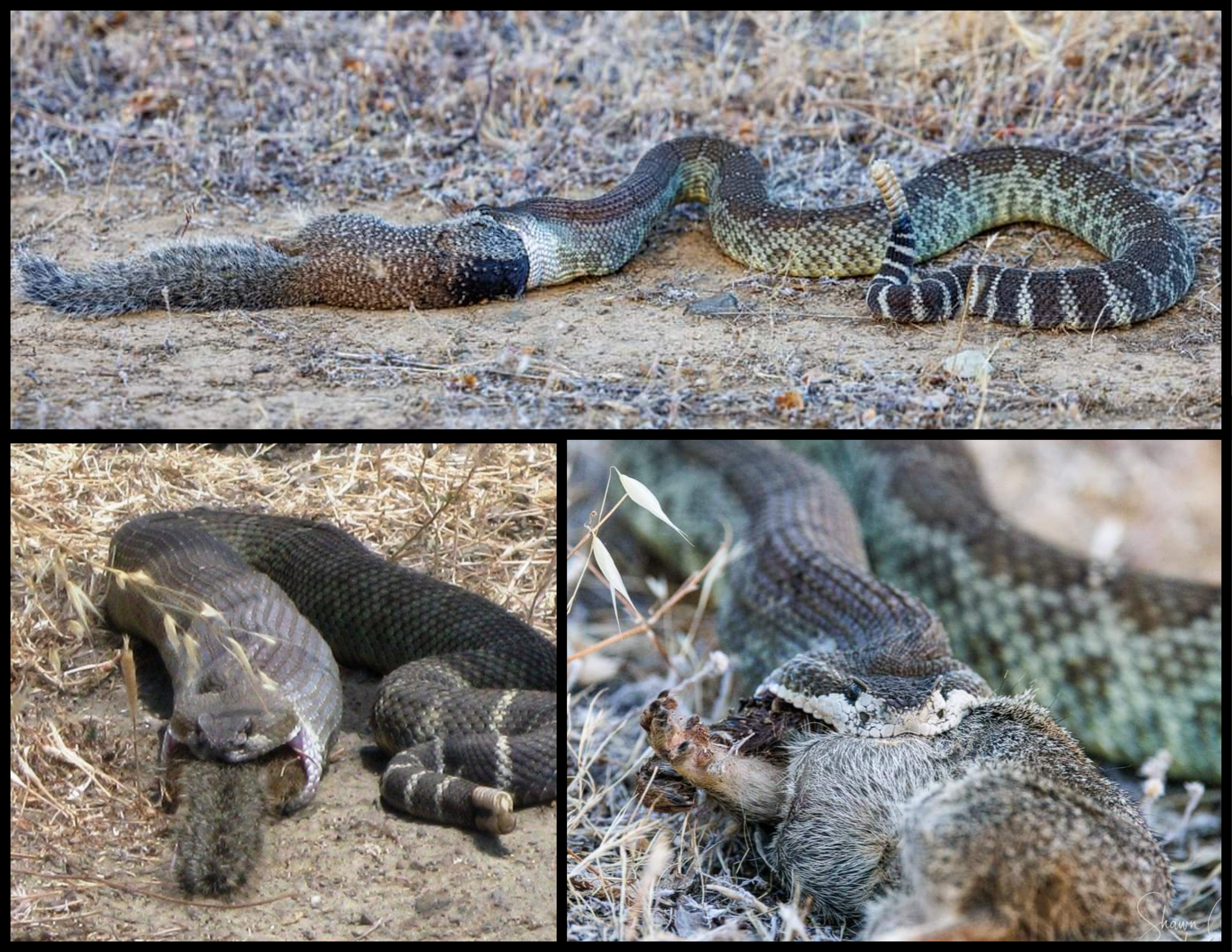 Three photo collage of a rattlesnake consuming a ground squirrel.