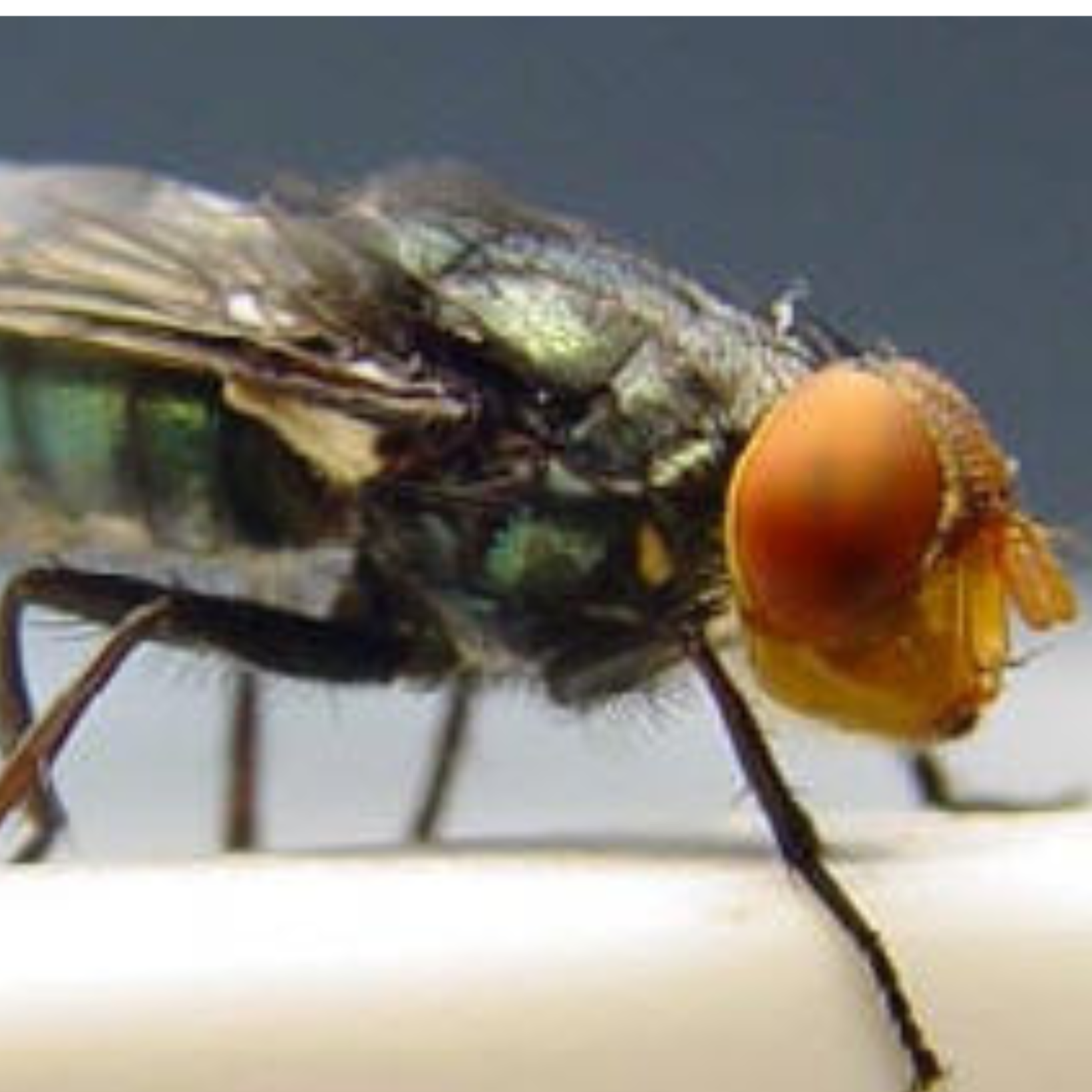 New World Screwworm Adult Fly