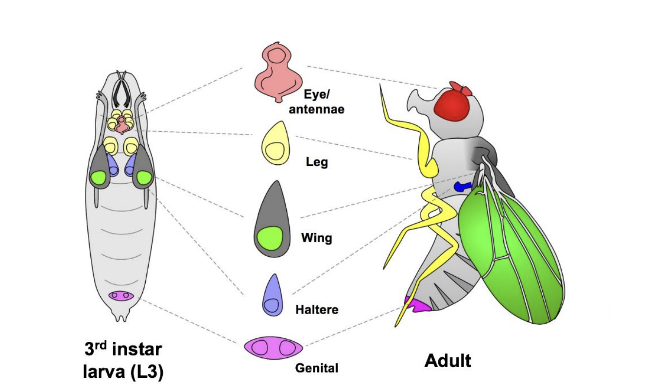 Color diagram of 3rd instar Drosophila fly