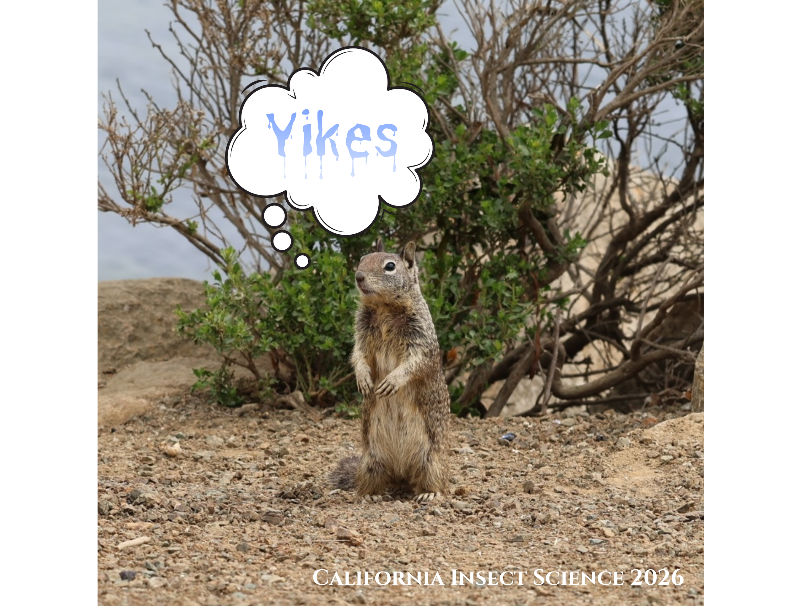 California ground squirrel standing in front of baccharis, Morro Bay, CA.