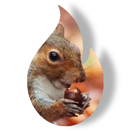 Squirrels And Acorns