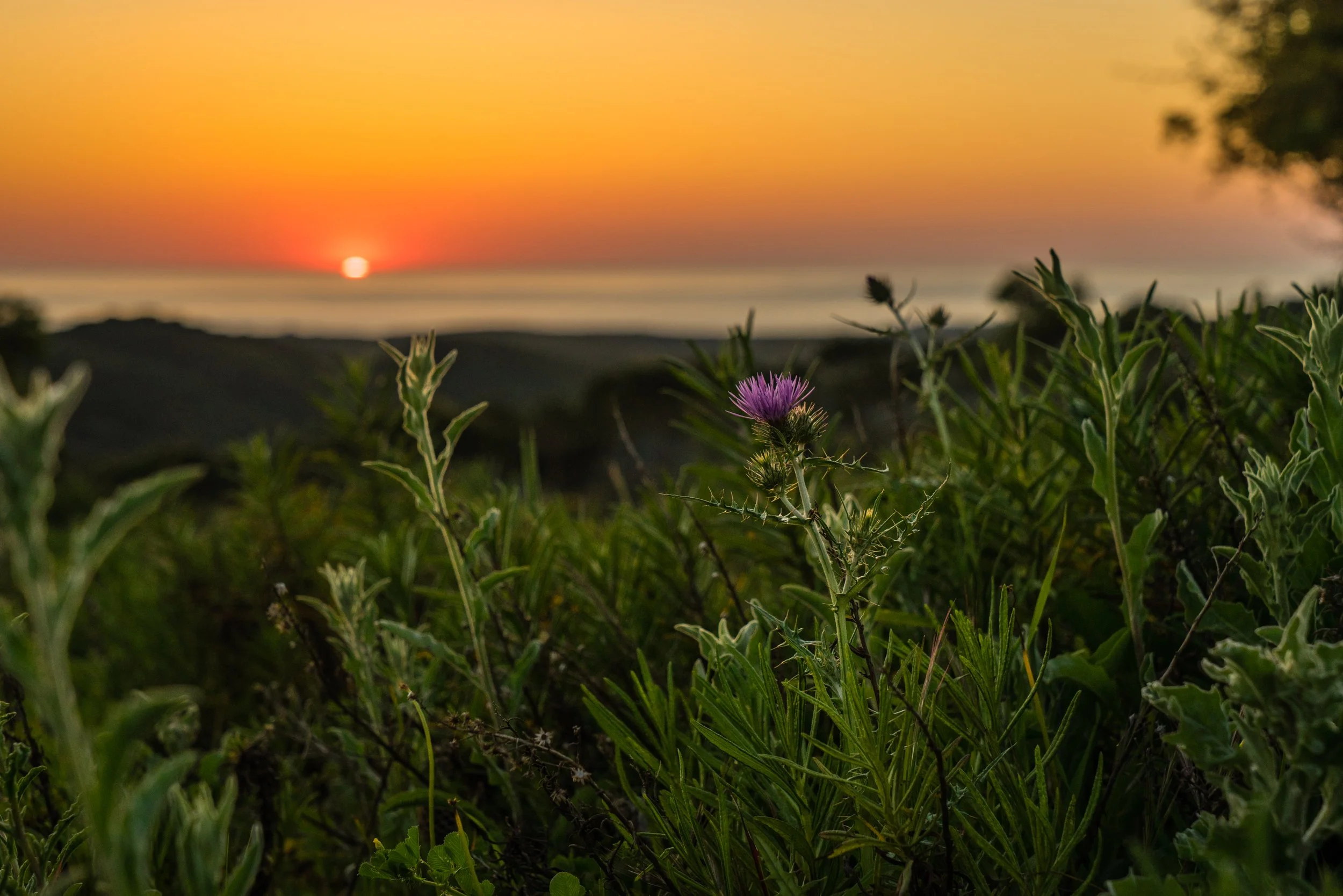watch the sun rise and set over the ocean
