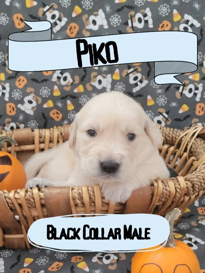 WhatsApp Image 2024-11-06 at 2.14.40 PM.jpeg