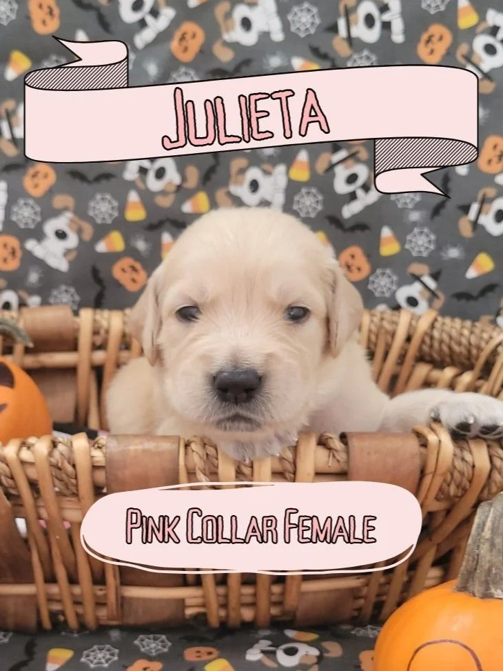 WhatsApp Image 2024-11-06 at 2.14.33 PM.jpeg