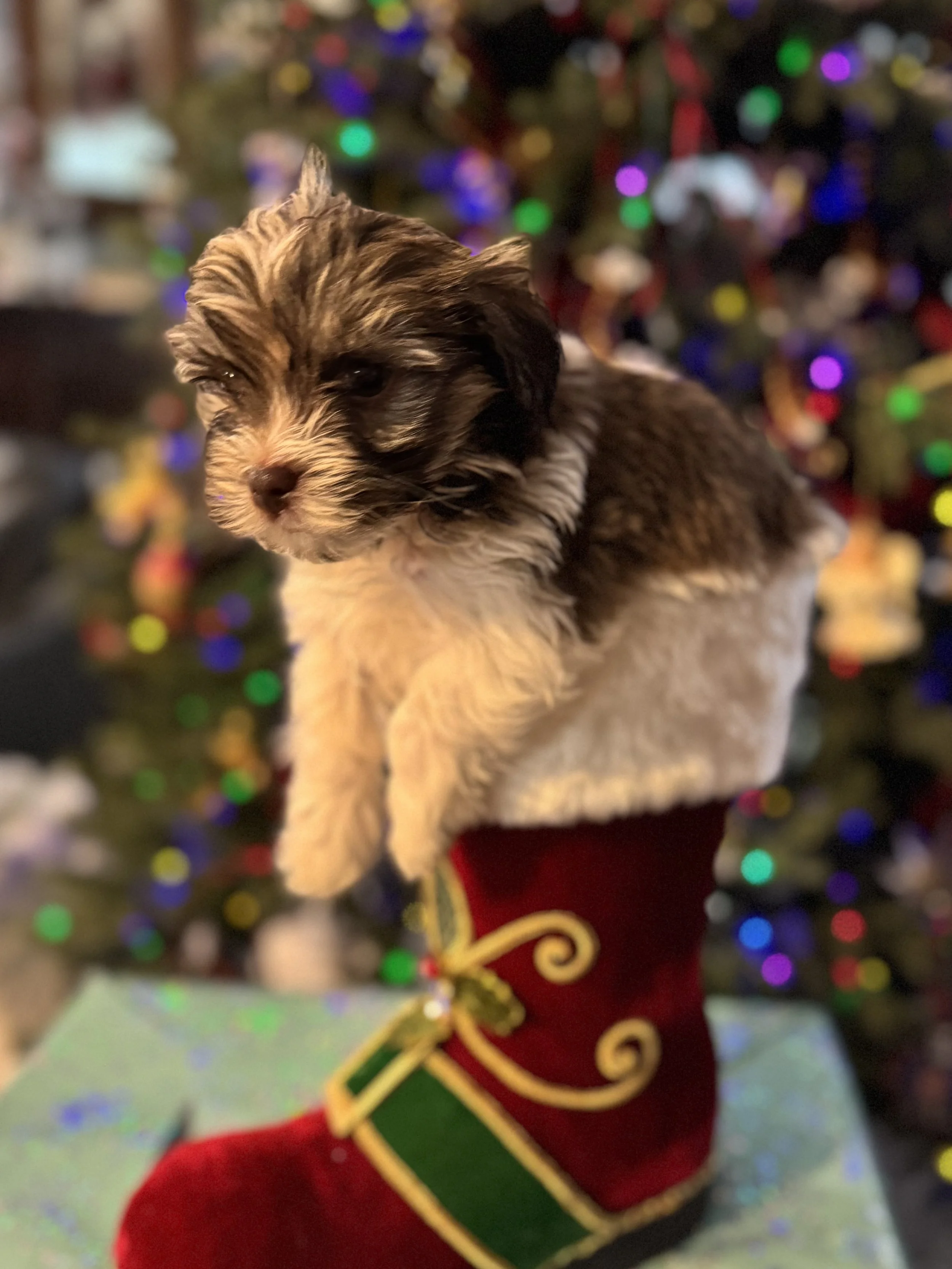 Havanese Puppy