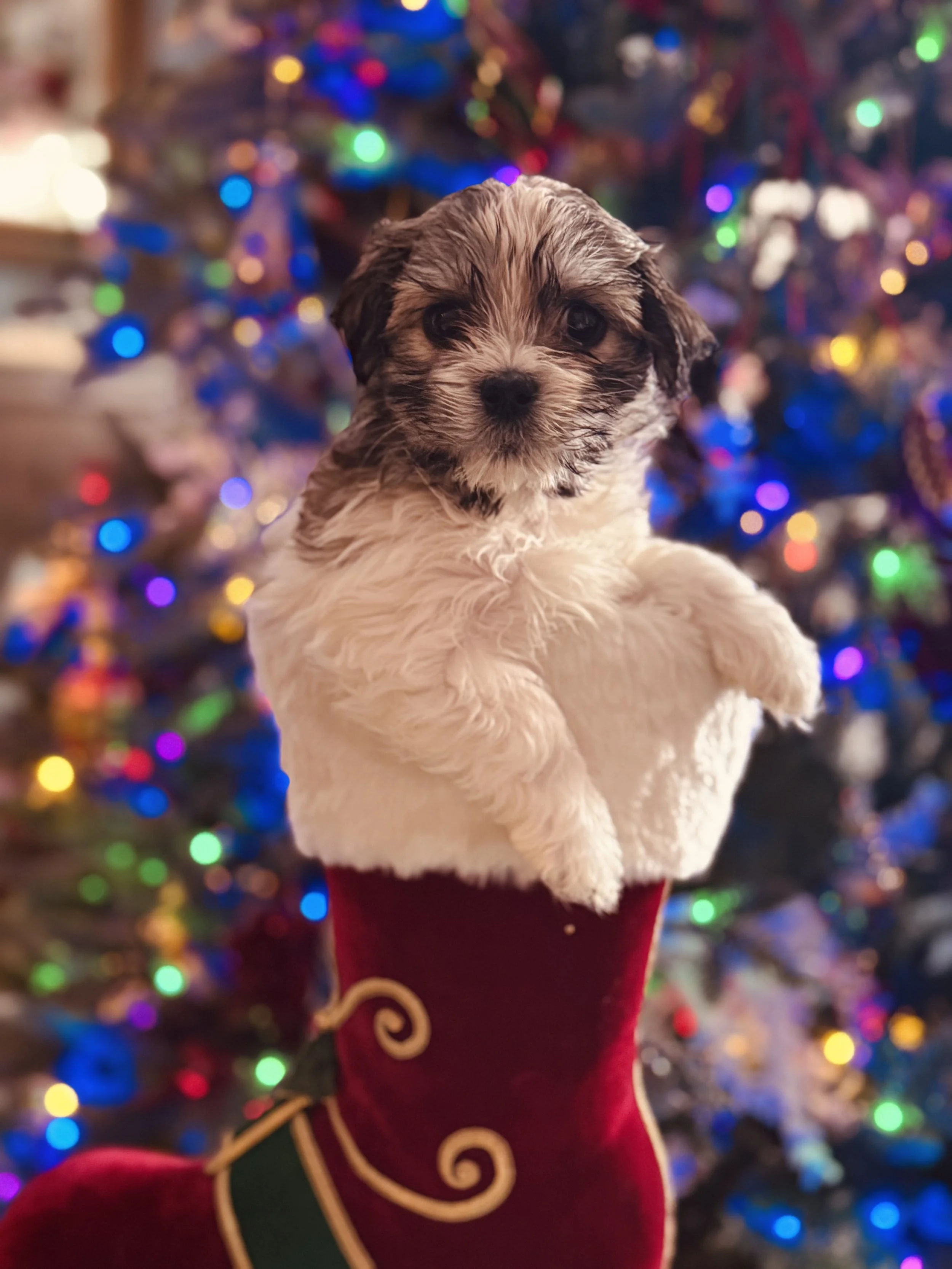 Havanese Puppy