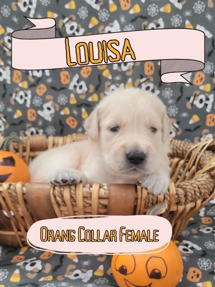 WhatsApp Image 2024-11-06 at 2.14.47 PM.jpeg