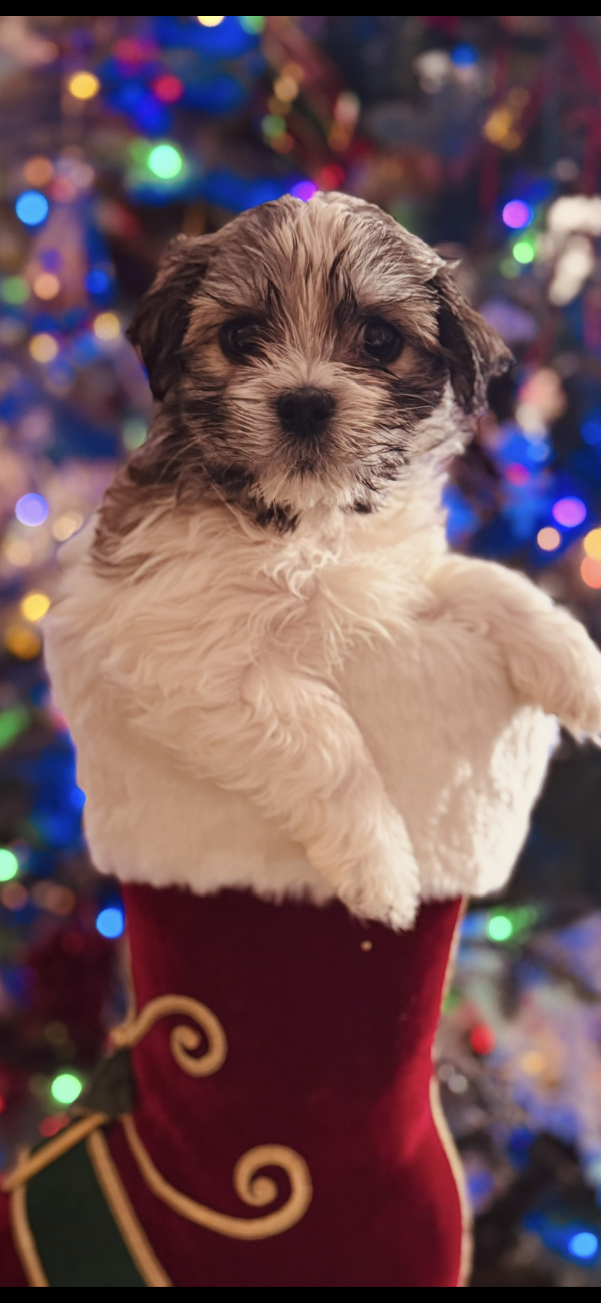 Havanese Puppy