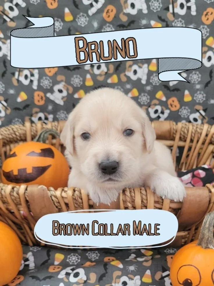 WhatsApp Image 2024-11-06 at 2.14.16 PM.jpeg