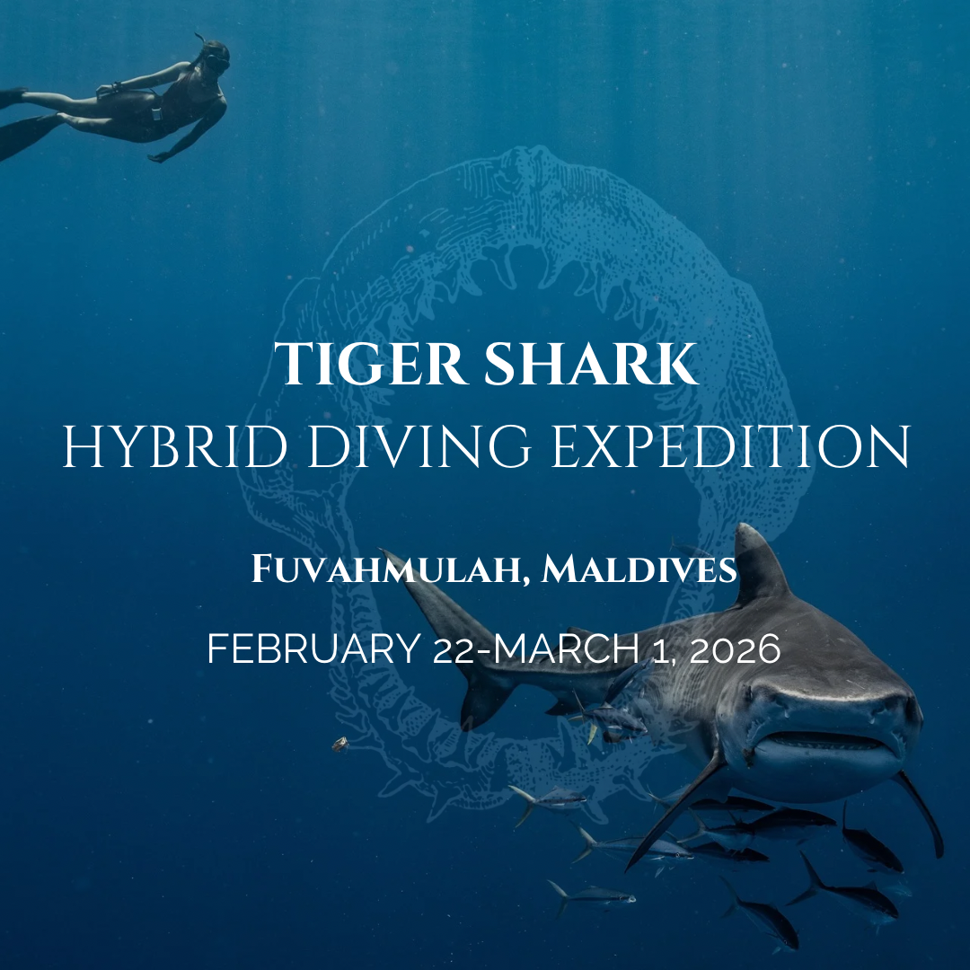 Maldives Hybrid Tiger Shark Diving Expedition 