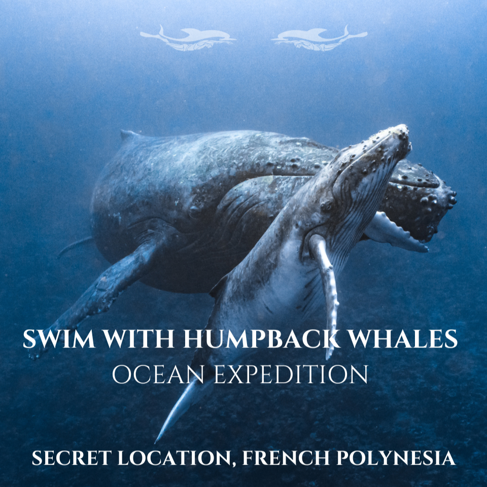 French Polynesia Humpback Whale Expedition