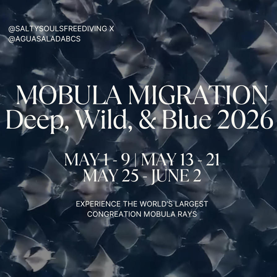 Baja Mobula Migration Freediving Expedition