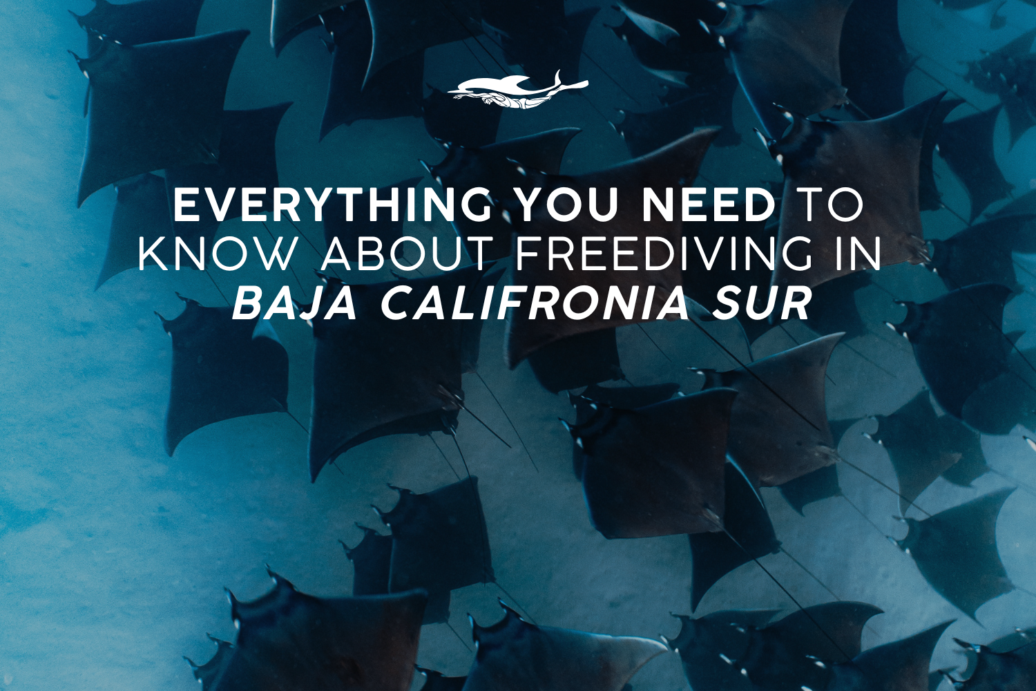 Everything you need to know about Freediving in Baja Califronia Sur