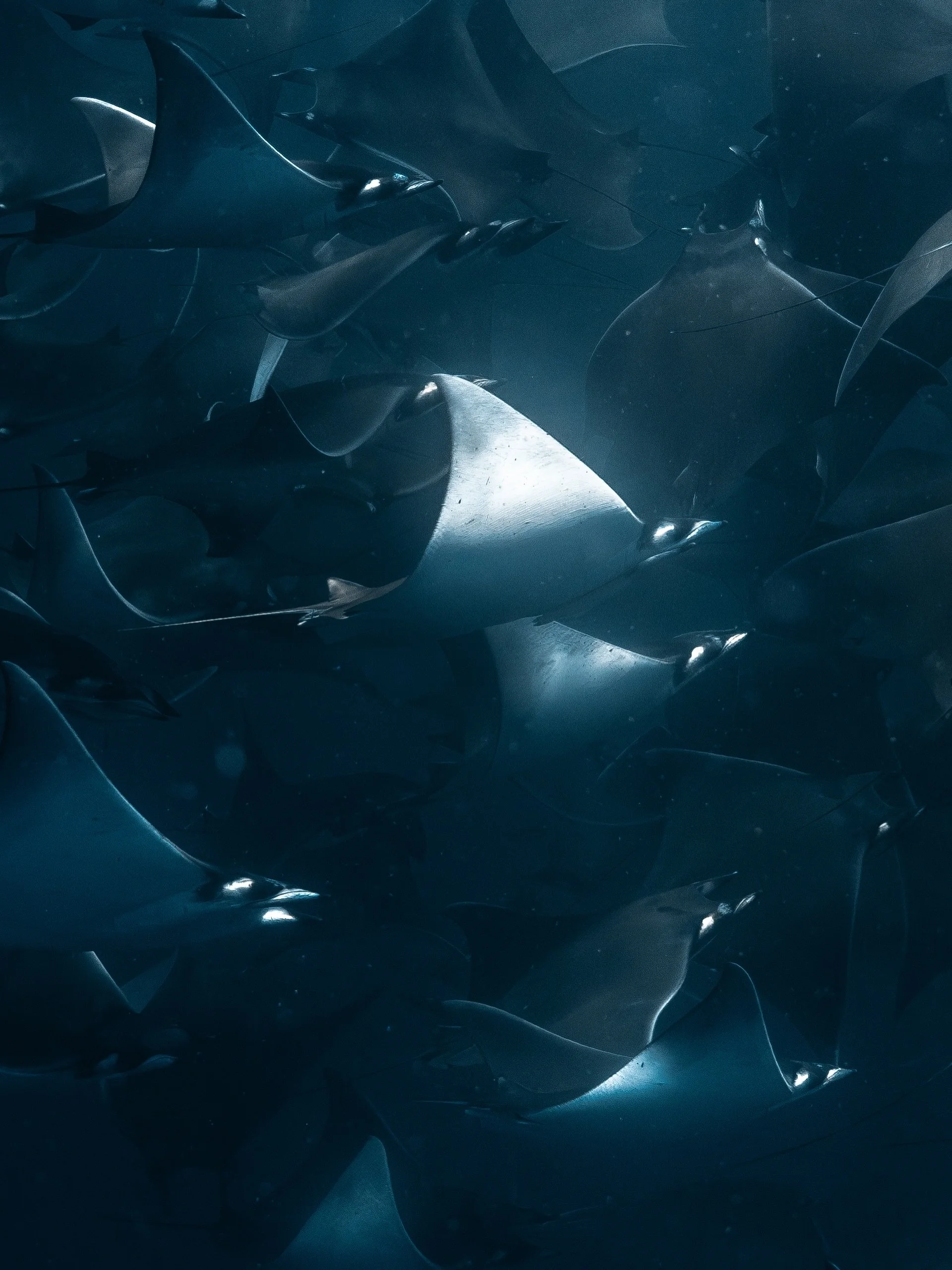 there is something so magical about learning how to freedive in the Sea of Cortez with salty souls 

we choose to design our days not boxed by ONLY
depth
training 
number 

but rather,
connection in water
connection with the self 
connection with wil