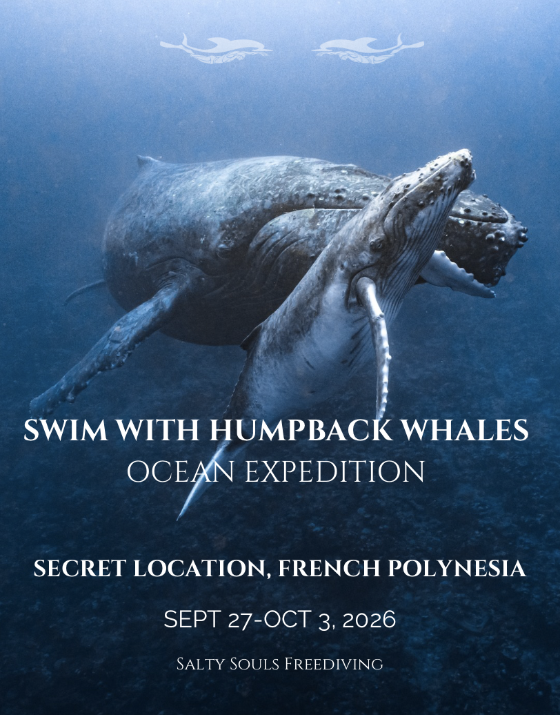 Humpback Whales Expedition Deposit
